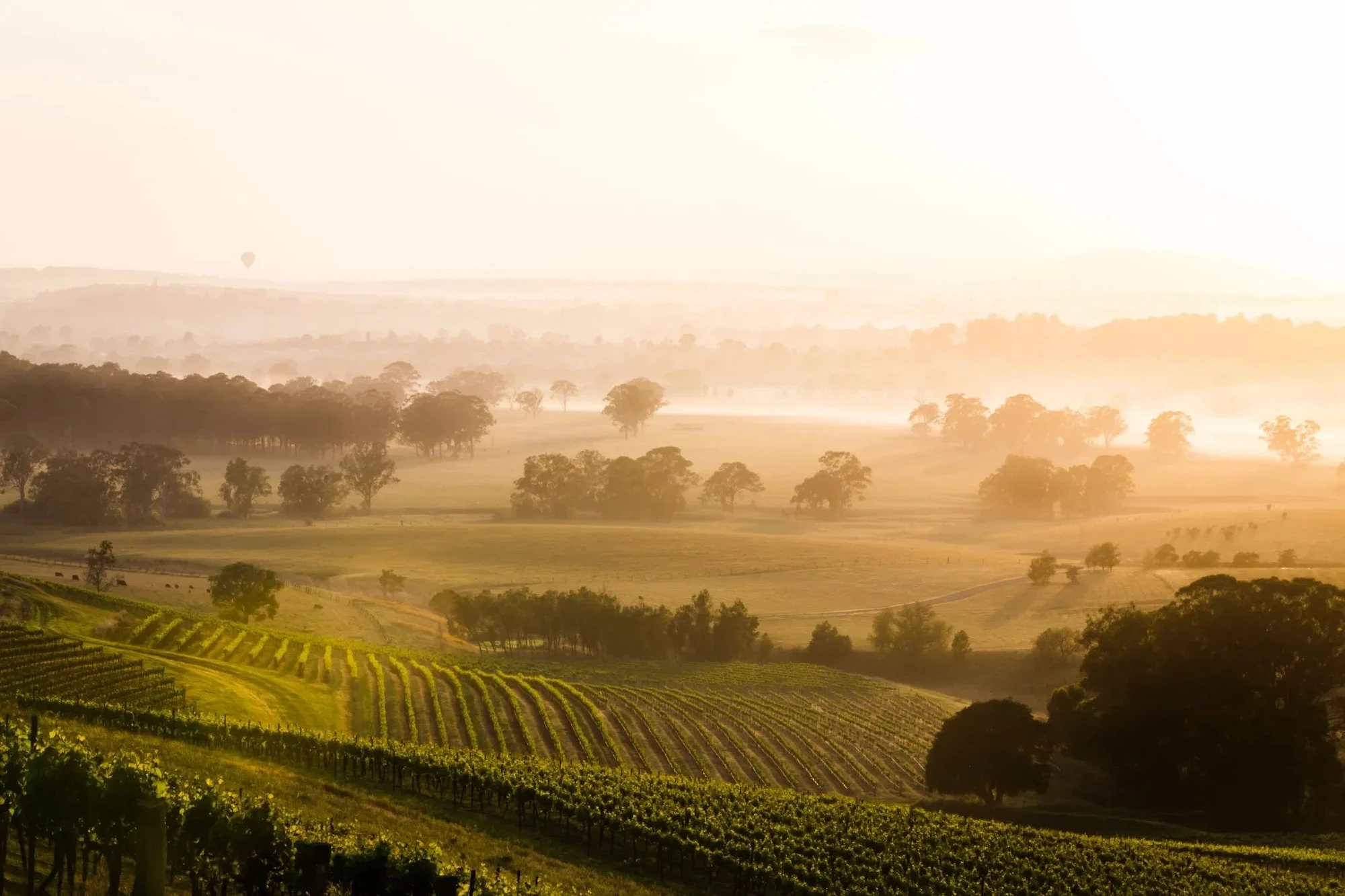 Misty sunrise over rolling hills and vineyards in the Hunter Valley, creating a soft and peaceful rural landscape